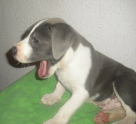 HADES